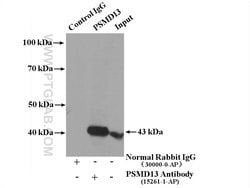 PSMD13 Rabbit anti-Human, Polyclonal, Proteintech 150 &mu;L; Unconjugated:Antibodies,