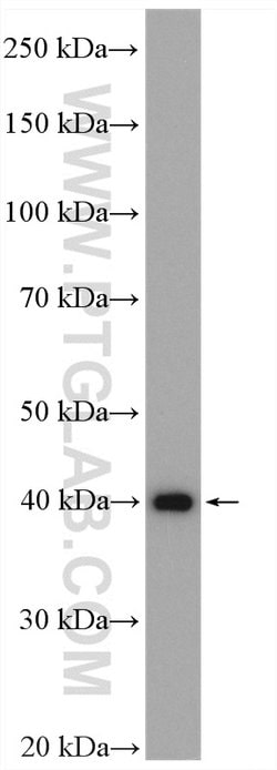 PSMD13 Rabbit anti-Human, Polyclonal, Proteintech 150 &mu;L; Unconjugated:Antibodies,
