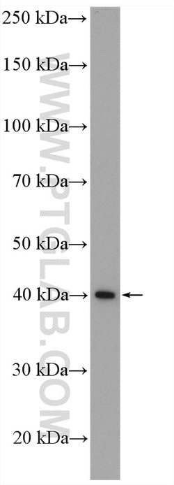 PSMD13 Rabbit anti-Human, Polyclonal, Proteintech 150 &mu;L; Unconjugated:Antibodies,