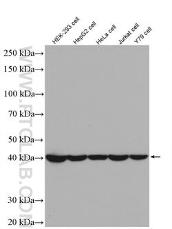 PSMD13 Rabbit anti-Human, Polyclonal, Proteintech 150 &mu;L; Unconjugated:Antibodies,