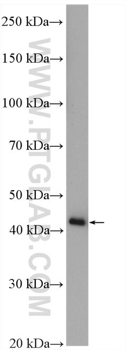 PSMD13 Rabbit anti-Human, Polyclonal, Proteintech 150 &mu;L; Unconjugated:Antibodies,