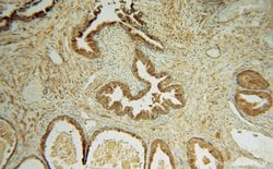 TMOD2 Rabbit anti-Human, Mouse, Rat, Polyclonal, Proteintech:Antibodies:Primary