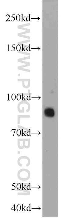 PCDHA5 Rabbit anti-Human, Mouse, Rat, Polyclonal, Proteintech 150 &mu;L | Buy Online | Proteintech Group Inc | Fisher Scientific