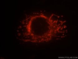 MRPS25 Rabbit anti-Human, Mouse, Rat, Polyclonal, Proteintech:Antibodies:Primary