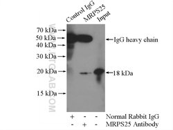 MRPS25 Rabbit anti-Human, Mouse, Rat, Polyclonal, Proteintech:Antibodies:Primary