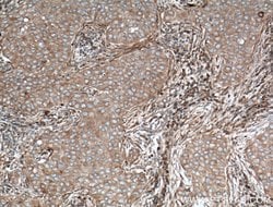 ARF5 Rabbit anti-Human, Mouse, Rat, Polyclonal, Proteintech:Antibodies:Primary