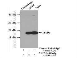 ARF5 Rabbit anti-Human, Mouse, Rat, Polyclonal, Proteintech:Antibodies:Primary