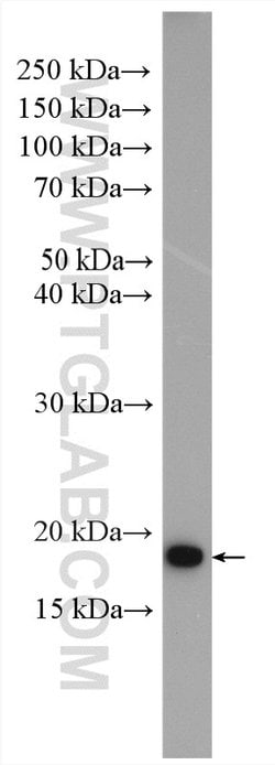ARF5 Rabbit anti-Human, Mouse, Rat, Polyclonal, Proteintech:Antibodies:Primary