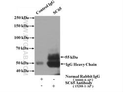 SC65 Rabbit anti-Human, Mouse, Rat, Polyclonal, Proteintech:Antibodies:Primary