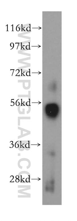 SC65 Rabbit anti-Human, Mouse, Rat, Polyclonal, Proteintech:Antibodies:Primary