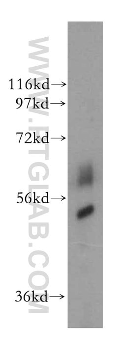 SC65 Rabbit anti-Human, Mouse, Rat, Polyclonal, Proteintech:Antibodies:Primary