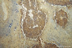 CARS Rabbit anti-Human, Polyclonal, Proteintech 150 &mu;L; Unconjugated:Antibodies,