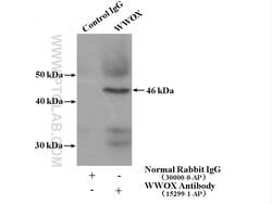 WWOX Rabbit anti-Human, Mouse, Rat, Polyclonal, Proteintech 150 &mu;L | Buy Online | Proteintech | Fisher Scientific