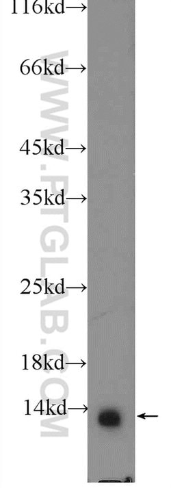 NDUFA7 Rabbit anti-Human, Mouse, Rat, Polyclonal, Proteintech 150 &mu;L;