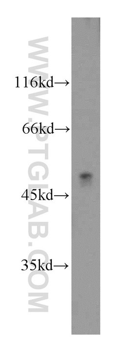 ATP6AP1 Rabbit anti-Human, Mouse, Rat, Polyclonal, Proteintech:Antibodies:Primary