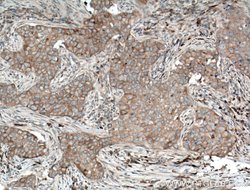 SFRP4 Rabbit anti-Human, Polyclonal, Proteintech 150 &mu;L; Unconjugated:Antibodies,