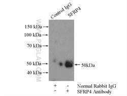 SFRP4 Rabbit anti-Human, Polyclonal, Proteintech 150 &mu;L; Unconjugated:Antibodies,