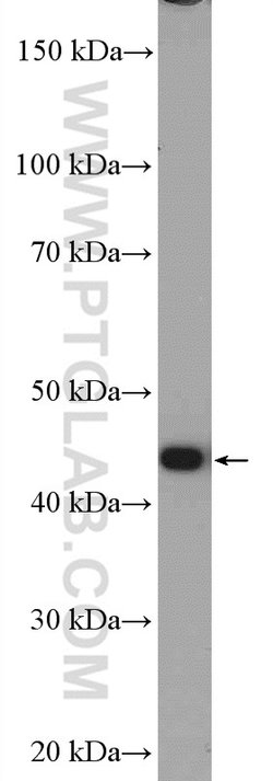 PA2G4 Rabbit anti-Human, Mouse, Rat, Polyclonal, Proteintech 150 &mu;L;