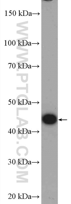 PA2G4 Rabbit anti-Human, Mouse, Rat, Polyclonal, Proteintech 150 &mu;L;