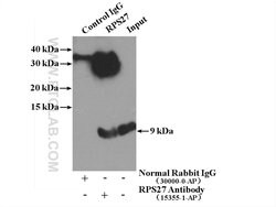 RPS27 Rabbit anti-Human, Mouse, Rat, Polyclonal, Proteintech 150 &mu;L | Buy Online | Proteintech | Fisher Scientific