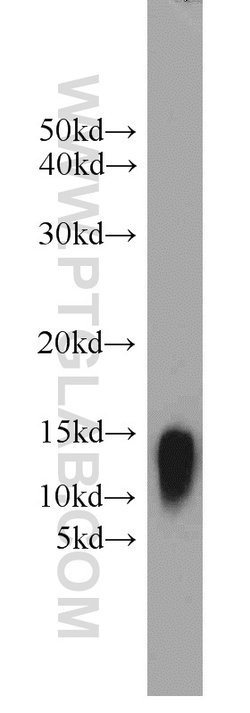 YPEL3 Rabbit anti-Human, Mouse, Rat, Polyclonal, Proteintech:Antibodies:Primary