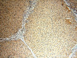 USP2 Rabbit anti-Human, Mouse, Rat, Polyclonal, Proteintech:Antibodies:Primary