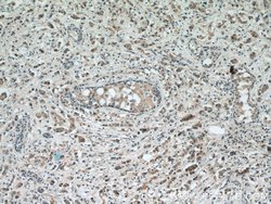 RAB2 Rabbit anti-Human, Mouse, Rat, Polyclonal, Proteintech 150 &mu;L;
