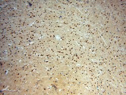 RAB2 Rabbit anti-Human, Mouse, Rat, Polyclonal, Proteintech 150 &mu;L;