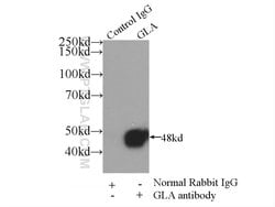 Alpha galactosidase A Rabbit anti-Human, Mouse, Rat, Polyclonal, Proteintech:Antibodies:Primary