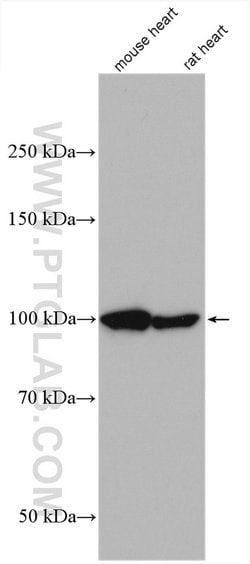 LONP1 Rabbit anti-Human, Mouse, Rat, Polyclonal, Proteintech 20 &mu;L | Buy Online | Proteintech | Fisher Scientific