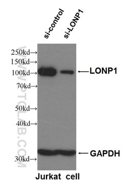 LONP1 Rabbit anti-Human, Mouse, Rat, Polyclonal, Proteintech 20 &mu;L | Buy Online | Proteintech | Fisher Scientific