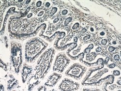 RPP25 Rabbit anti-Human, Mouse, Rat, Polyclonal, Proteintech 150 &mu;L;