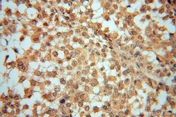 UBE2D4 Rabbit anti-Human, Mouse, Rat, Polyclonal, Proteintech:Antibodies:Primary