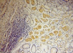 THTPA Rabbit anti-Human, Mouse, Rat, Polyclonal, Proteintech:Antibodies:Primary