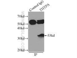 THTPA Rabbit anti-Human, Mouse, Rat, Polyclonal, Proteintech:Antibodies:Primary
