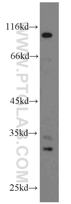 THTPA Rabbit anti-Human, Mouse, Rat, Polyclonal, Proteintech:Antibodies:Primary