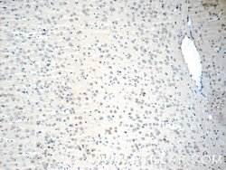 RUNX1T1 Rabbit anti-Human, Mouse, Polyclonal, Proteintech 20 &mu;L; Unconjugated:Antibodies,