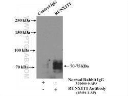 RUNX1T1 Rabbit anti-Human, Mouse, Polyclonal, Proteintech 20 &mu;L; Unconjugated:Antibodies,