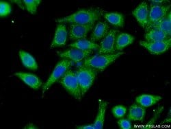 HACL1 Rabbit anti-Human, Mouse, Rat, Polyclonal, Proteintech:Antibodies:Primary
