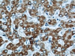 HACL1 Rabbit anti-Human, Mouse, Rat, Polyclonal, Proteintech:Antibodies:Primary