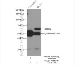 HACL1 Rabbit anti-Human, Mouse, Rat, Polyclonal, Proteintech:Antibodies:Primary