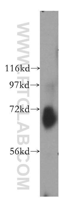 MTX1 Rabbit anti-Human, Mouse, Rat, Polyclonal, Proteintech:Antibodies:Primary