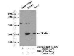 HRAS Rabbit anti-Human, Rat, Polyclonal, Proteintech 150 &mu;L; Unconjugated:Antibodies,