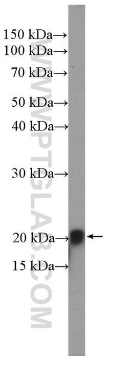 HRAS Rabbit anti-Human, Rat, Polyclonal, Proteintech 150 &mu;L; Unconjugated:Antibodies,