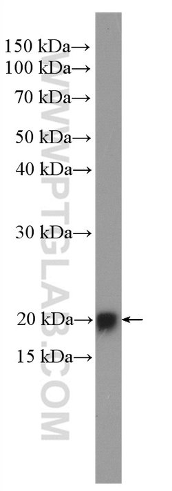 HRAS Rabbit anti-Human, Rat, Polyclonal, Proteintech 150 &mu;L; Unconjugated:Antibodies,