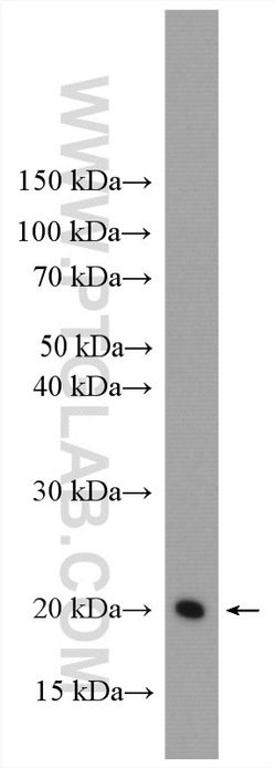 HRAS Rabbit anti-Human, Rat, Polyclonal, Proteintech 150 &mu;L; Unconjugated:Antibodies,