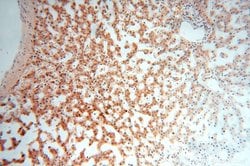 PPM1G Rabbit anti-Human, Mouse, Rat, Polyclonal, Proteintech 150 &mu;L;