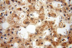 PPM1G Rabbit anti-Human, Mouse, Rat, Polyclonal, Proteintech 150 &mu;L;
