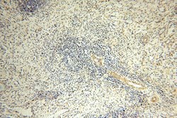 PPM1G Rabbit anti-Human, Mouse, Rat, Polyclonal, Proteintech 150 &mu;L;