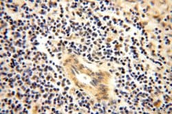 PPM1G Rabbit anti-Human, Mouse, Rat, Polyclonal, Proteintech 150 &mu;L;